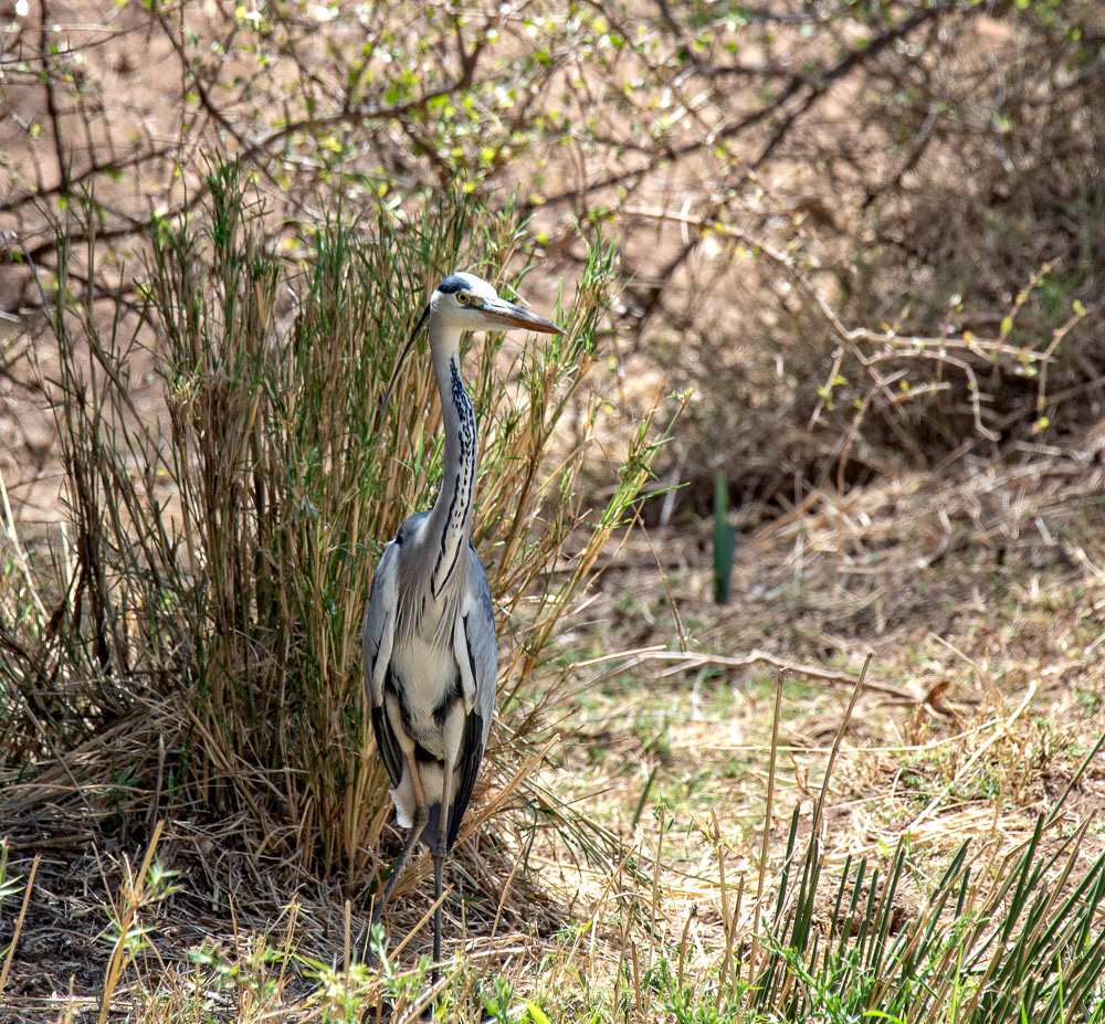 Grey Heron