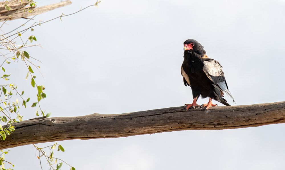 Bateleur