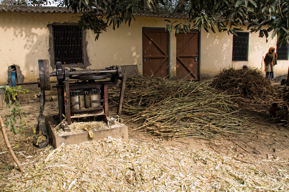 A visit to a sugar can farm