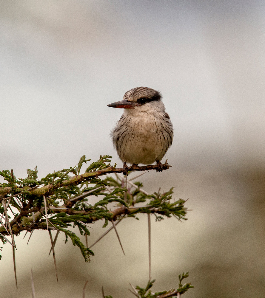 Brown-headed Kingfisher