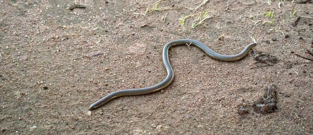 Peter's Worm Snake (Non-venomous and blind)