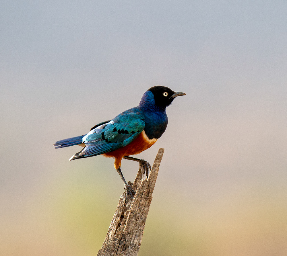 Superb Starling