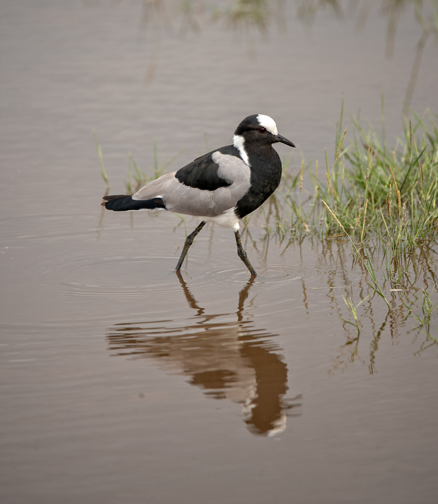 Blacksmith Plover