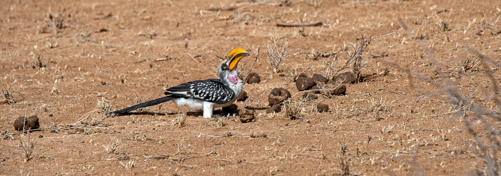 Eastern Yellow-billed Hornbill