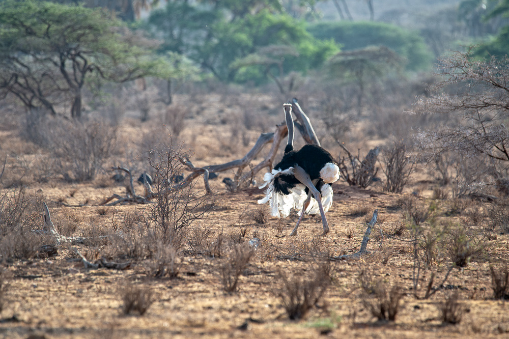 Somali Ostrich