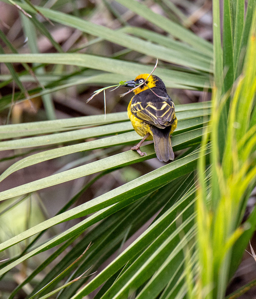 Baglafecht Weaver