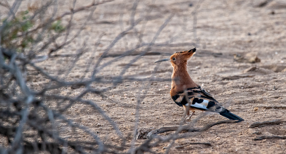 Eurasian Hoopoe
