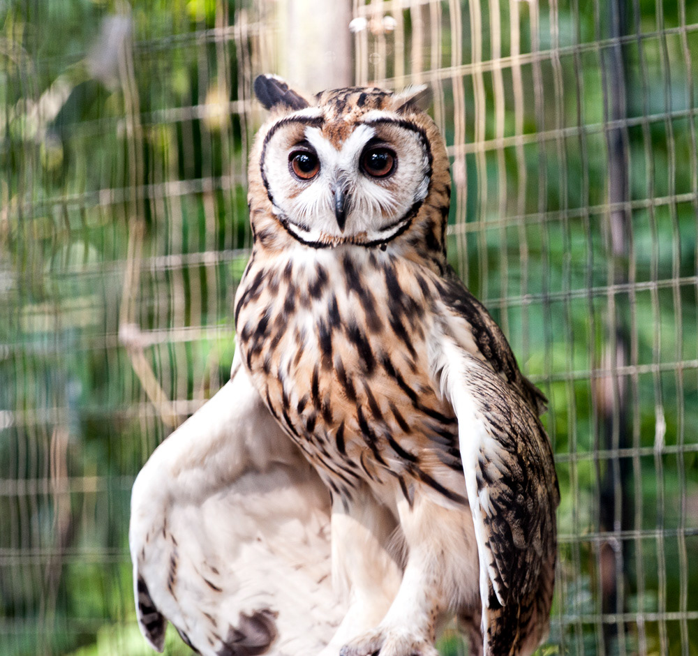 Striped Owl