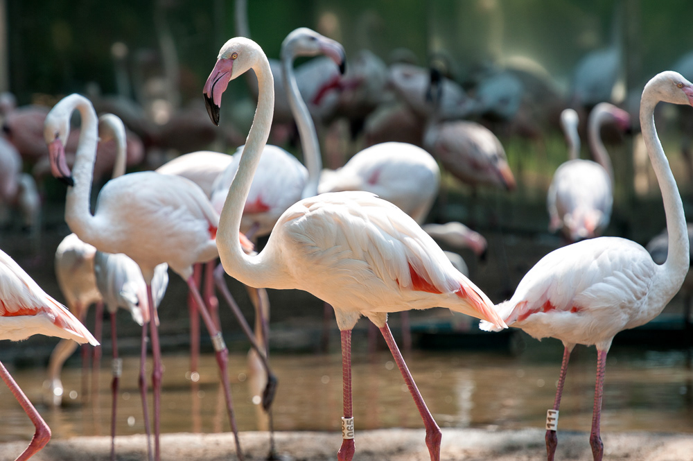 Flamingo