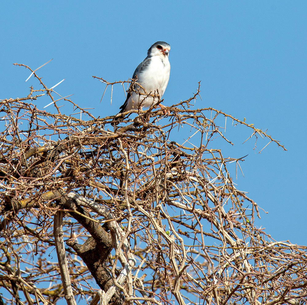 African Pygmy Falcom