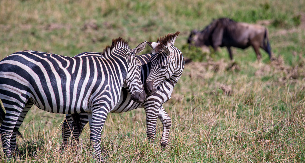 Burchells Zebra