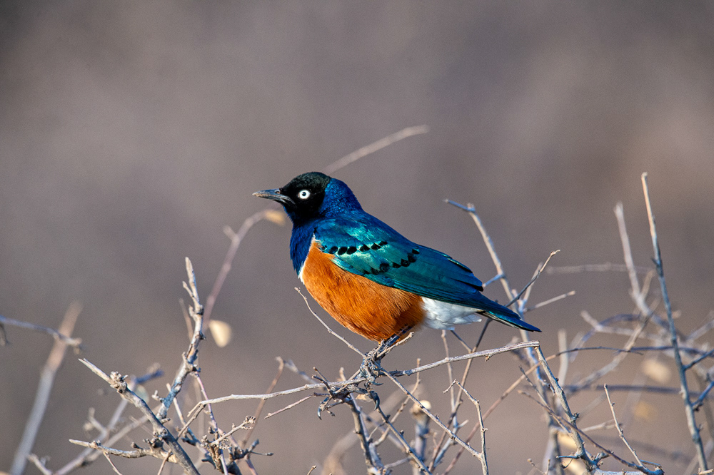 Superb Starling