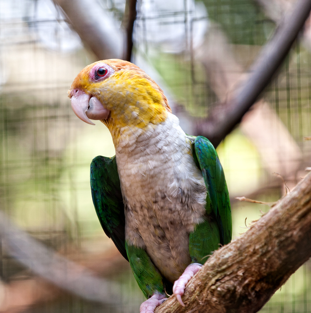 White Bellied Caique