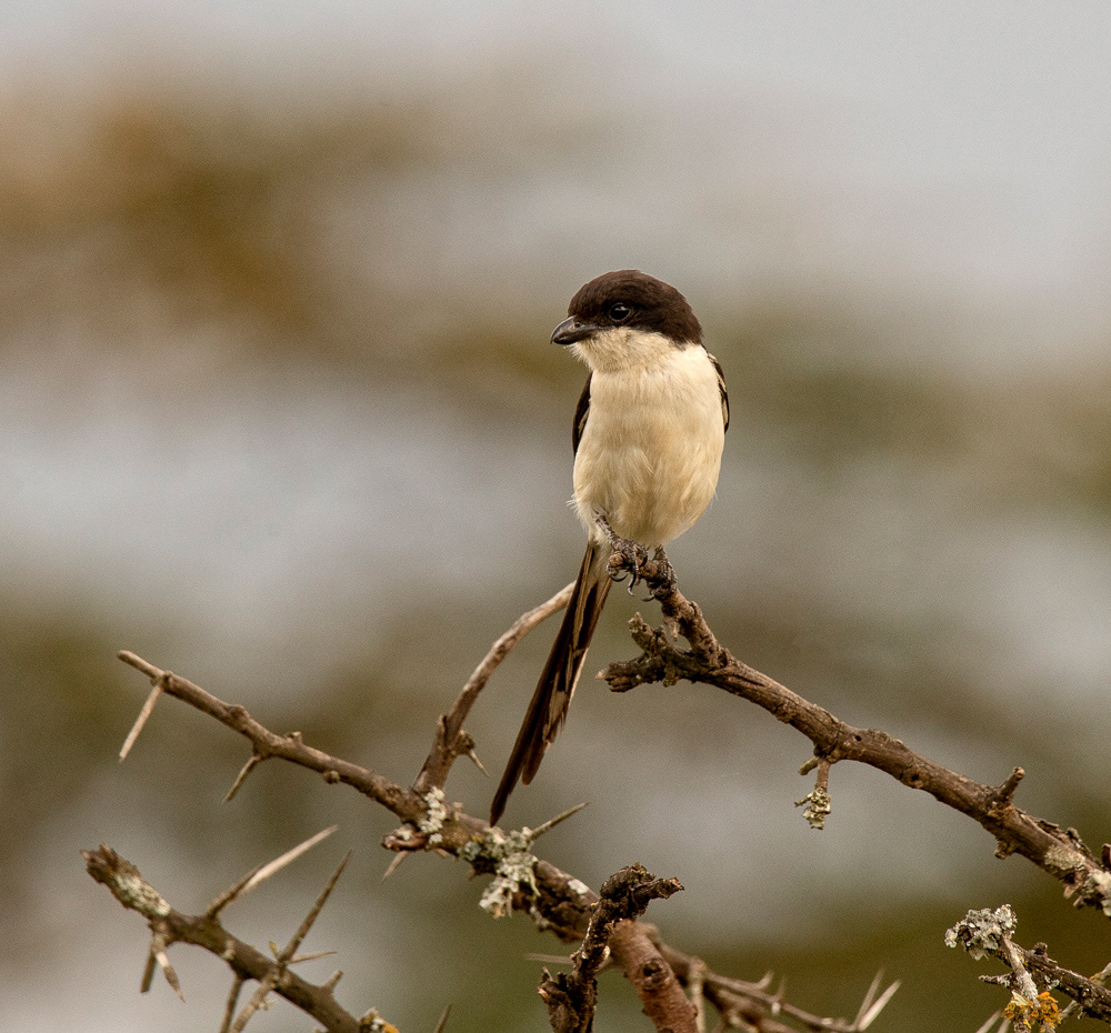 Common Fiscal