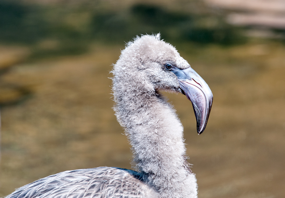 Baby Flamingo