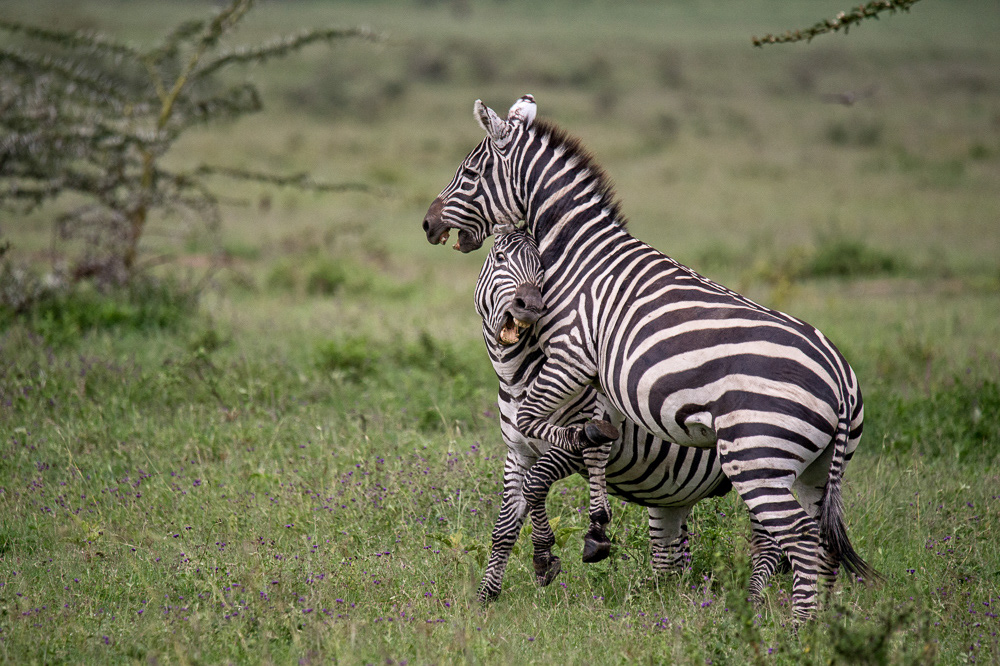 Grant's Zebra