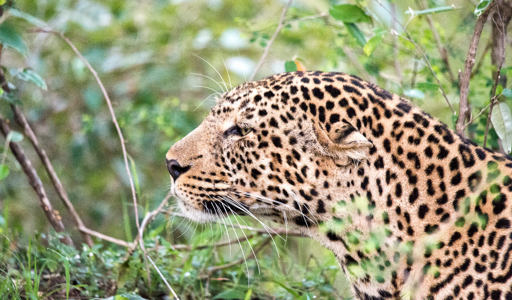 Big Leopard