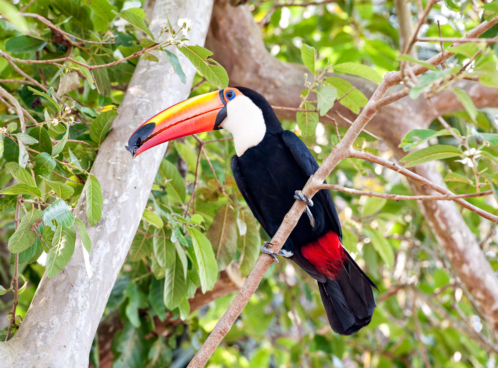 Toco Toucan