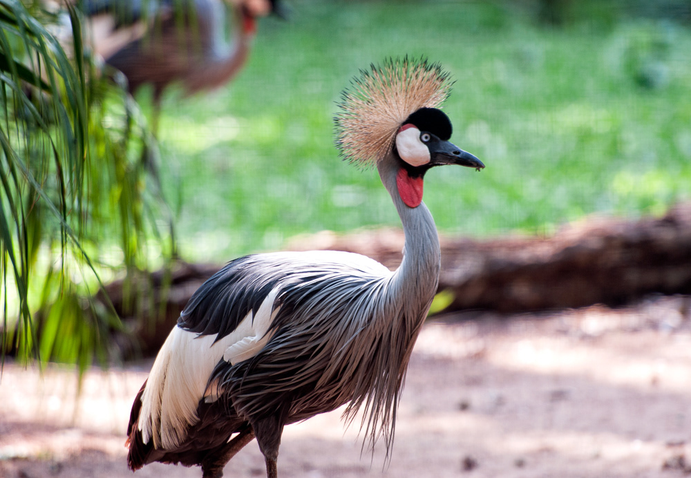 Grey Crowned Crane