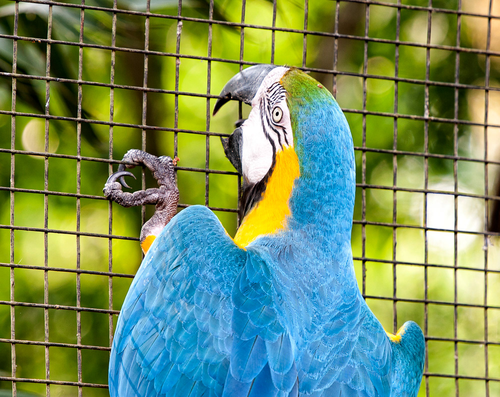 Blue & Yellow Macaw