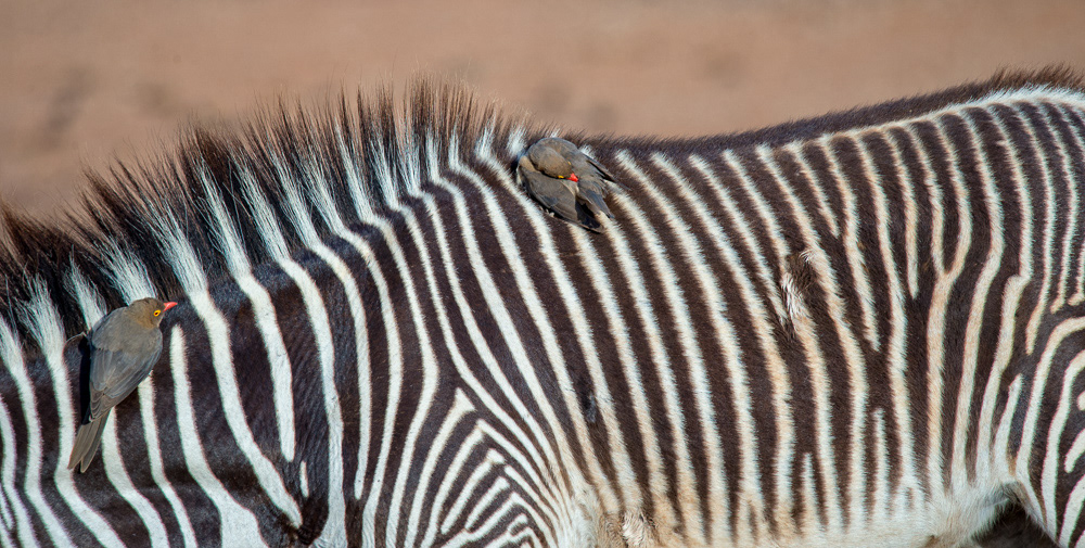 Red-billed Ox Pecker