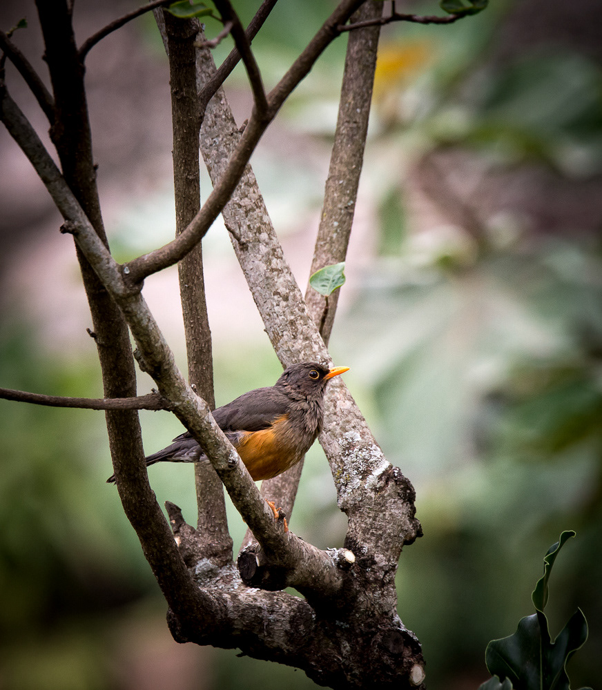 Olive Thrush