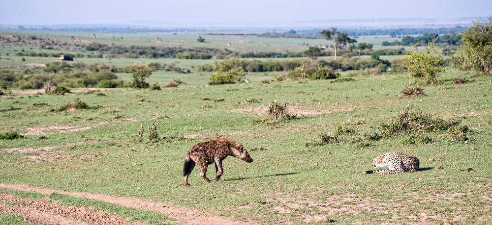 Hyena and Cheetah encounter