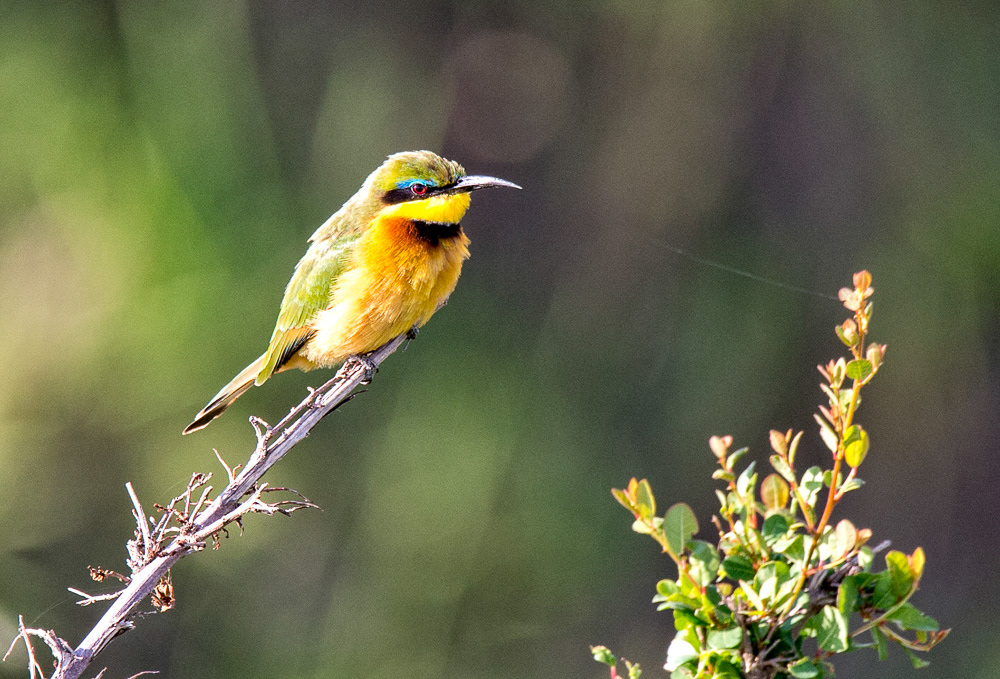 Little Bee-eater