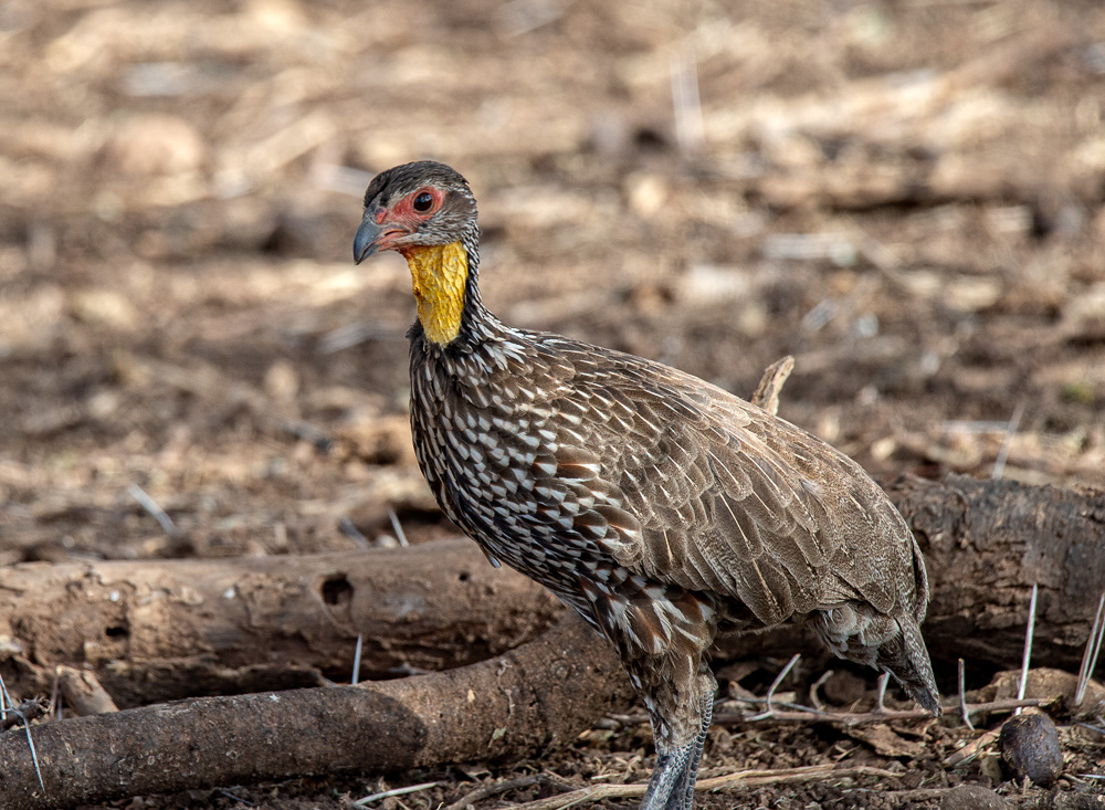 Yellow-necked Spurfowl