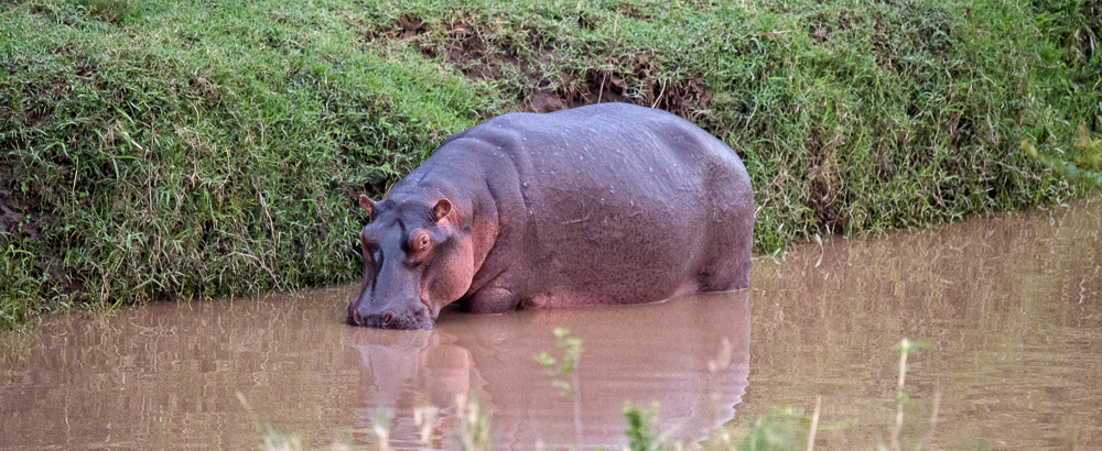Hippo