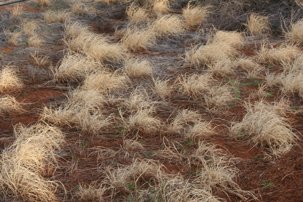 Kata Tjuta