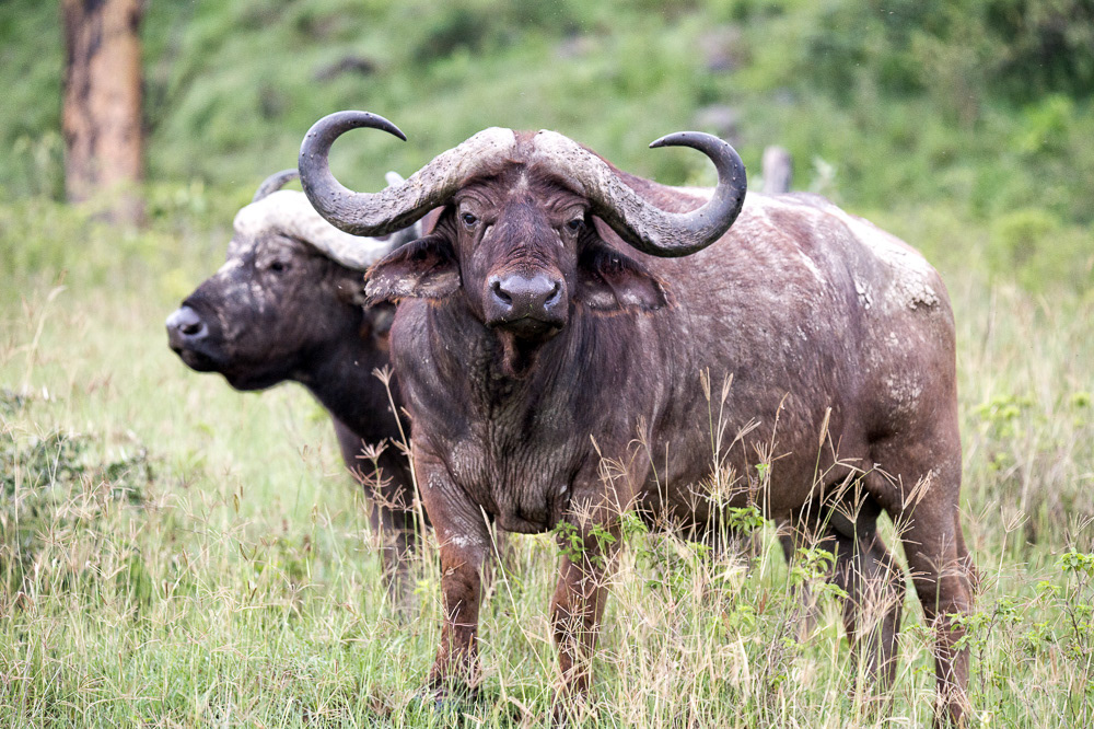 Cape Buffalo