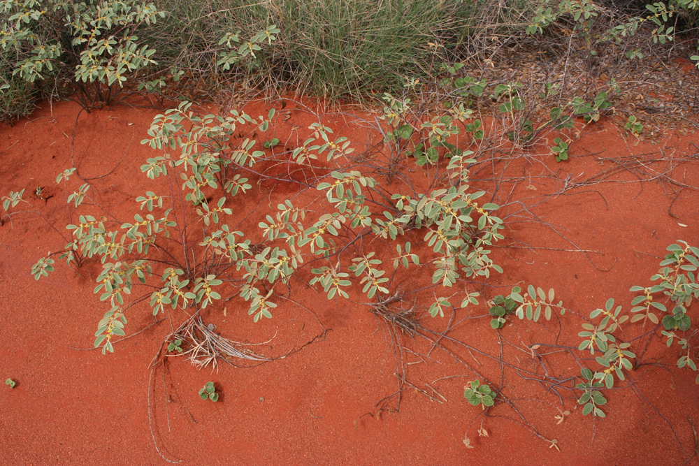 Uluru