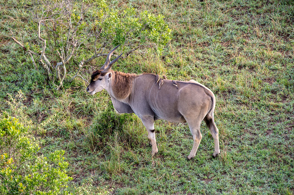 Eland