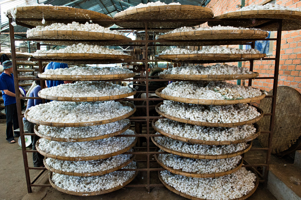Silk Worm Factory