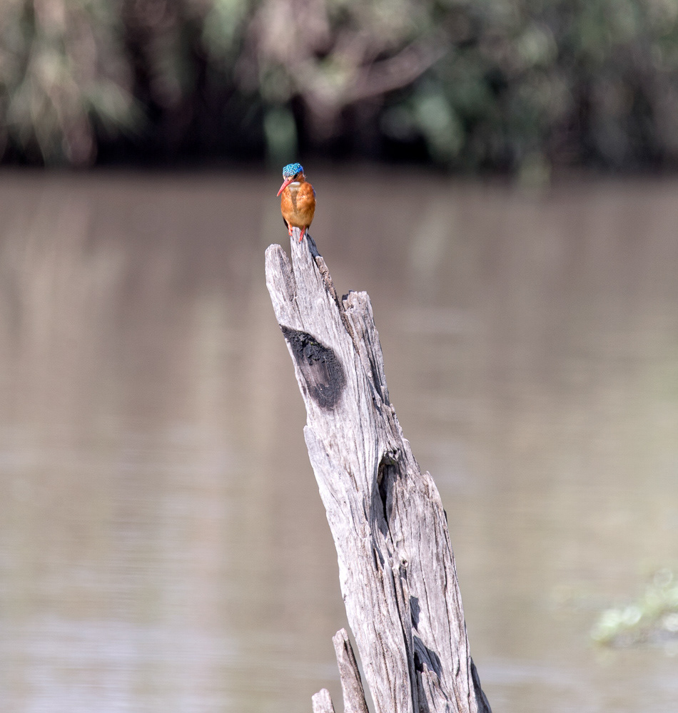 Malachite Kingfisher