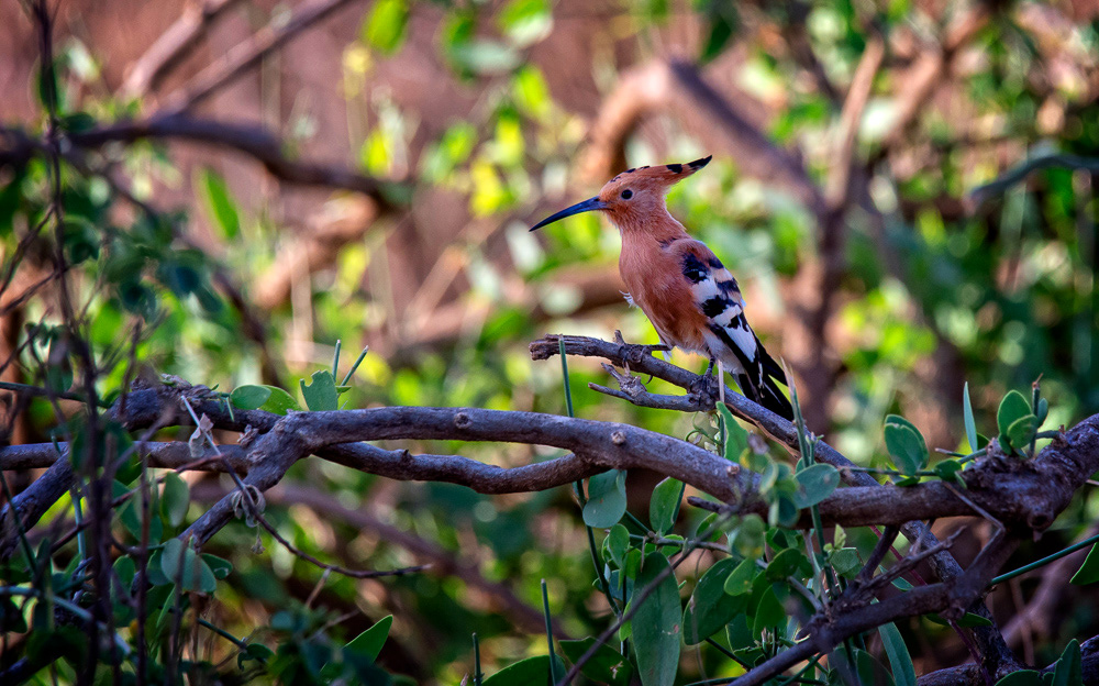 Eurasian Hoopoe