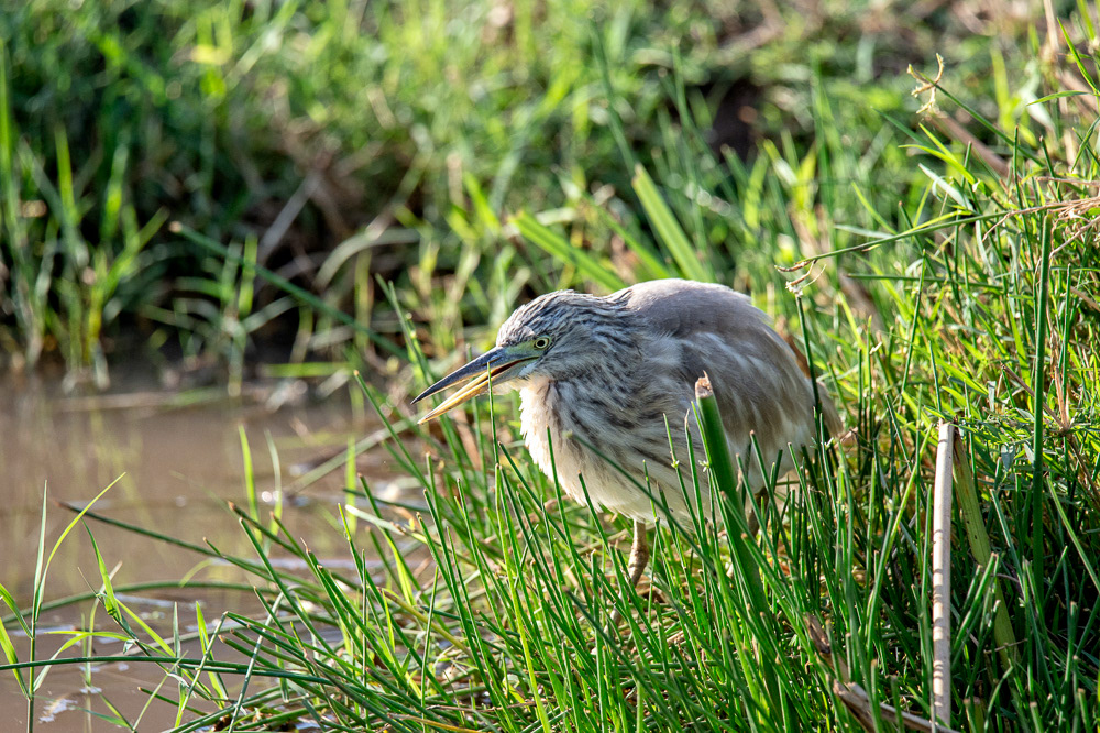 Young Night Heron