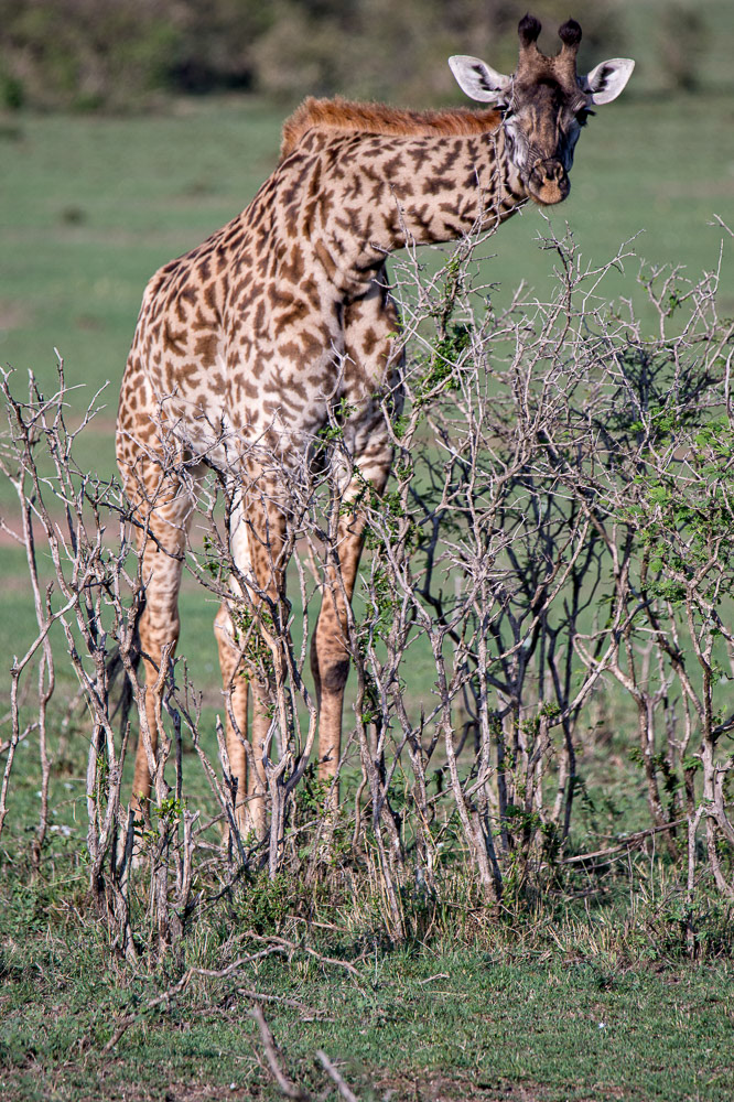 Masai Mara Giraffe