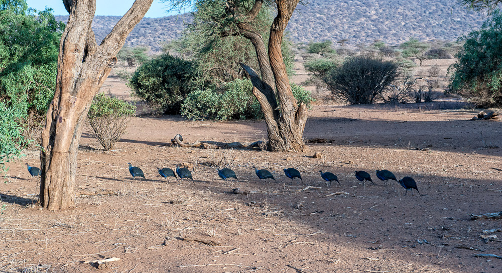 Vulture Guinea Fowl