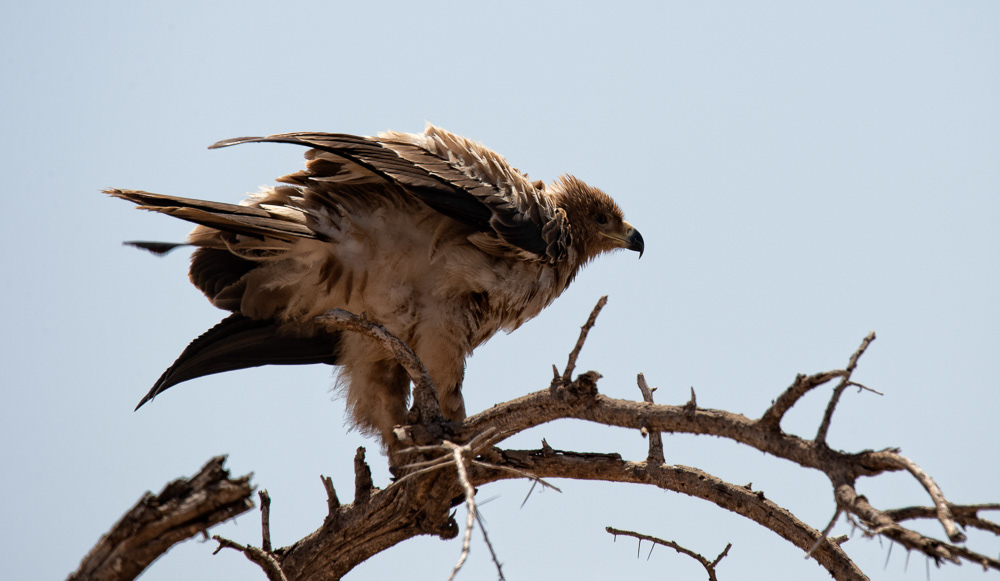 Tawny Eagle