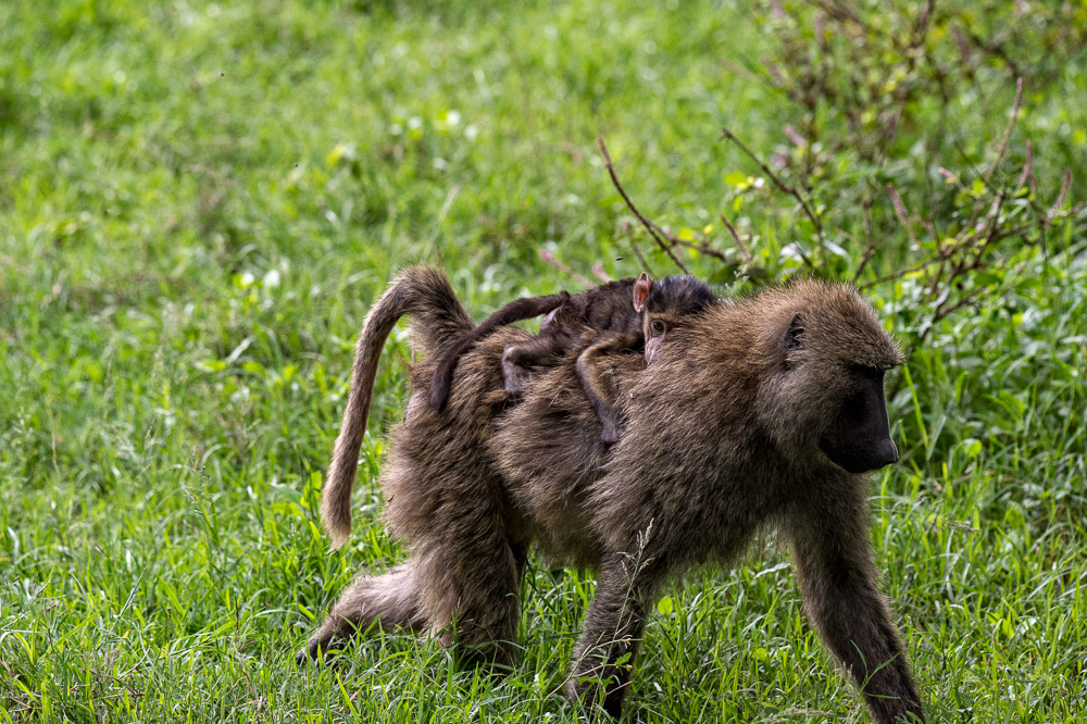 Baboon