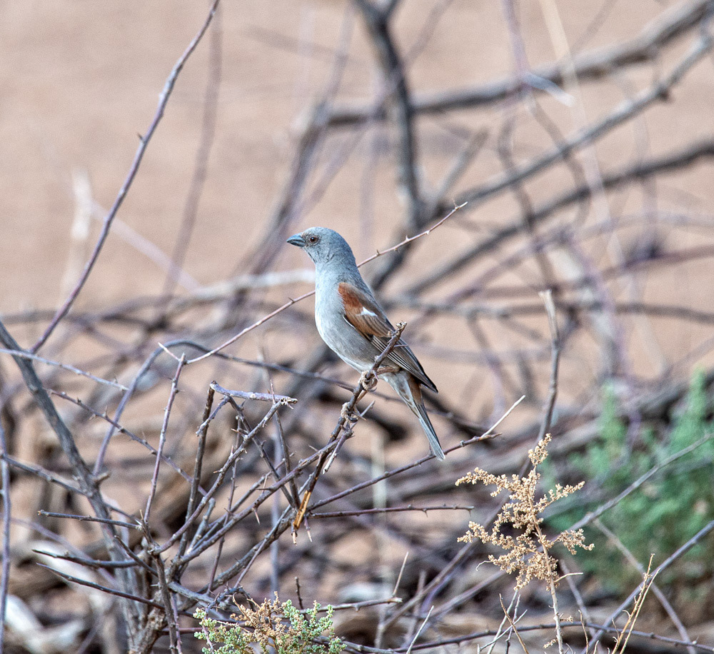 Northern Gray-headed Sparrow