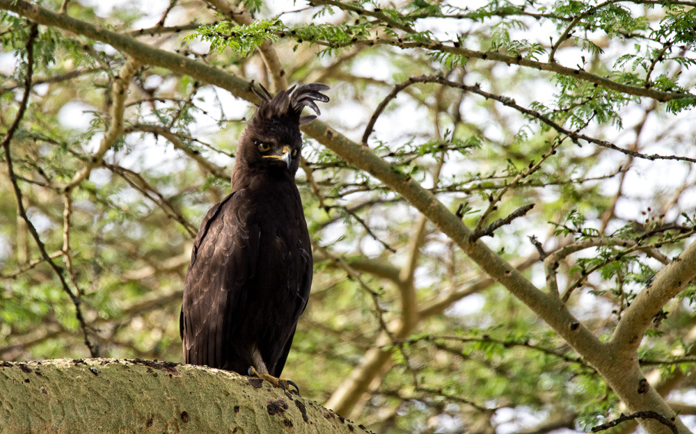 Long-crested Eagle