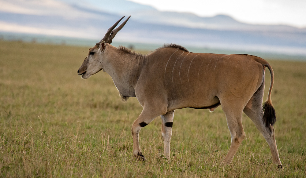 Eland