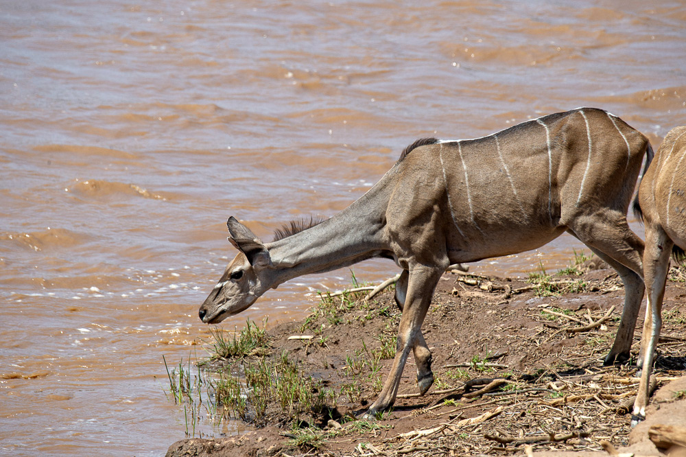 Kudu