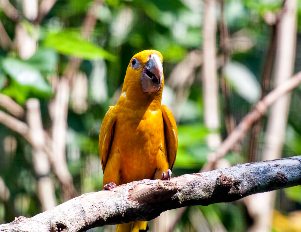 Golden Conure
