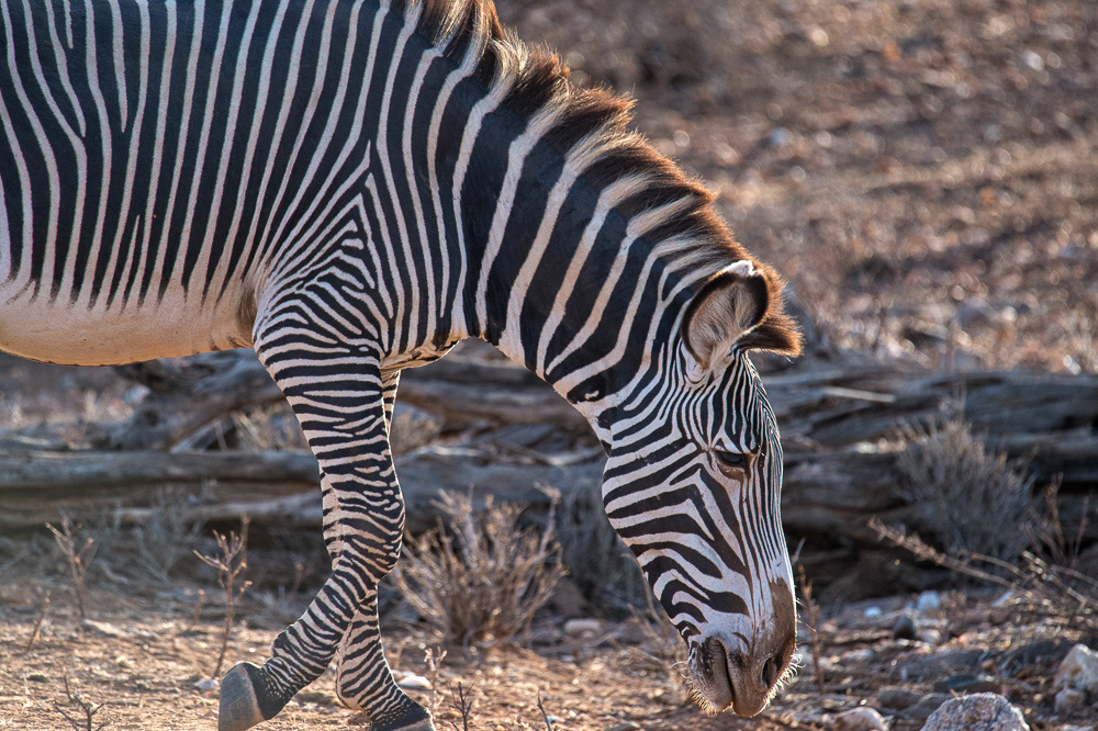 Greby's Zebra