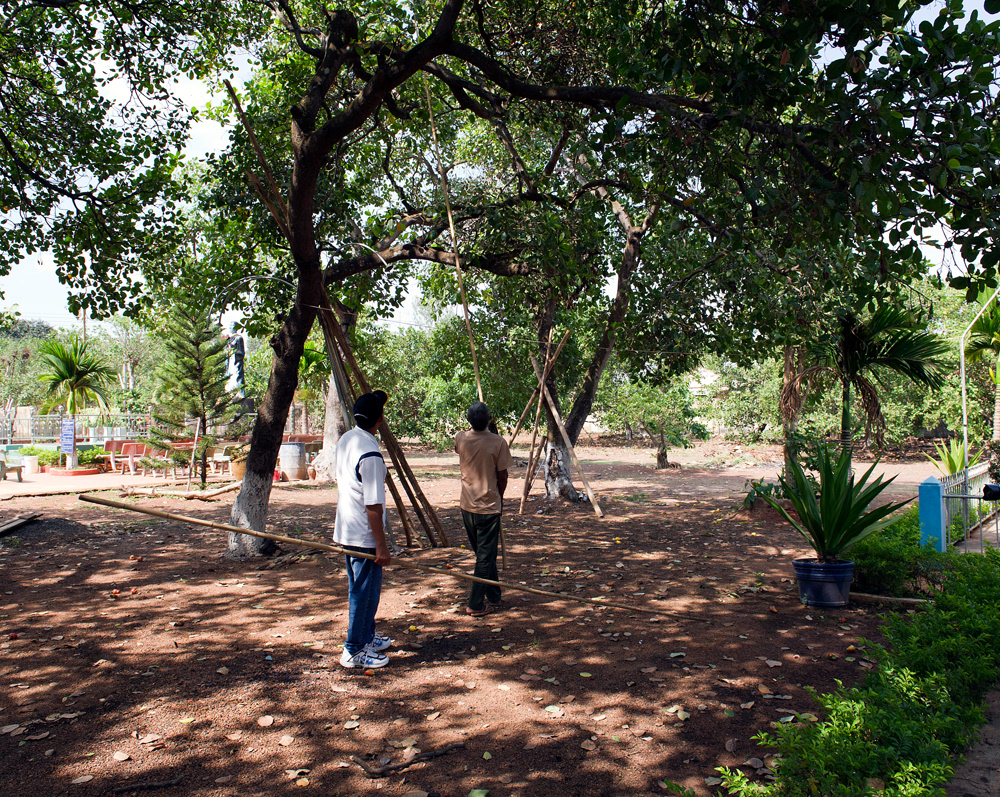 Harvesting cashew nuts