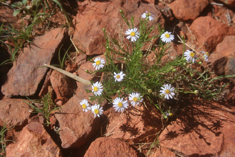 Kata Tjuta